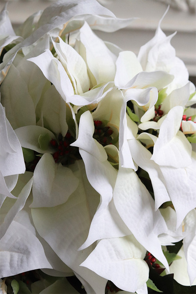 Gwiazda Betlejemska Biel, flowerbox zimowy, czarny welur