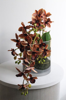 Granada Thai Glassier, miedziany storczyk w szkle