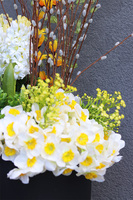 Wiosenne Trele, wiosenna kompozycja roślinna