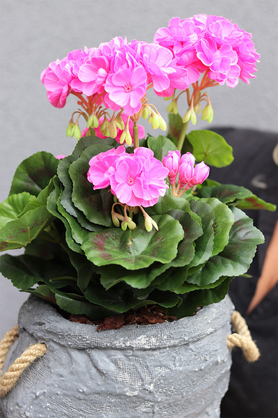Pelargonia Volcan, pelargonie w naczyniu