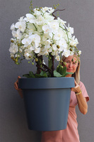 Leona Grey, sztuczny storczyk w szarej donicy