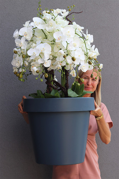 Leona Grey, sztuczny storczyk w szarej donicy, wys.100cm 