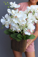 Złota Kraina Lux 2, storczyk w złotej owalnej osłonce