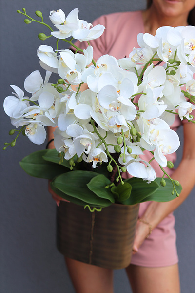 Złota Kraina Lux 2, storczyk w złotej owalnej osłonce