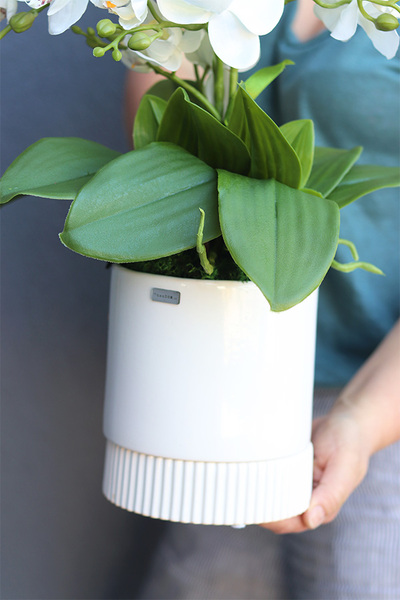 Beria White, elegancki storczyk w białej donicy