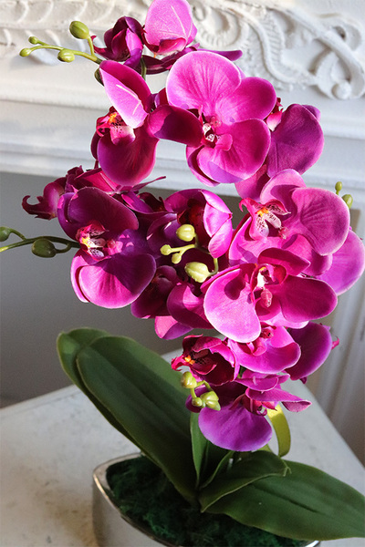 Fuksja Manfredo Helga 2, sztuczny storczyk w naczyniu glamour