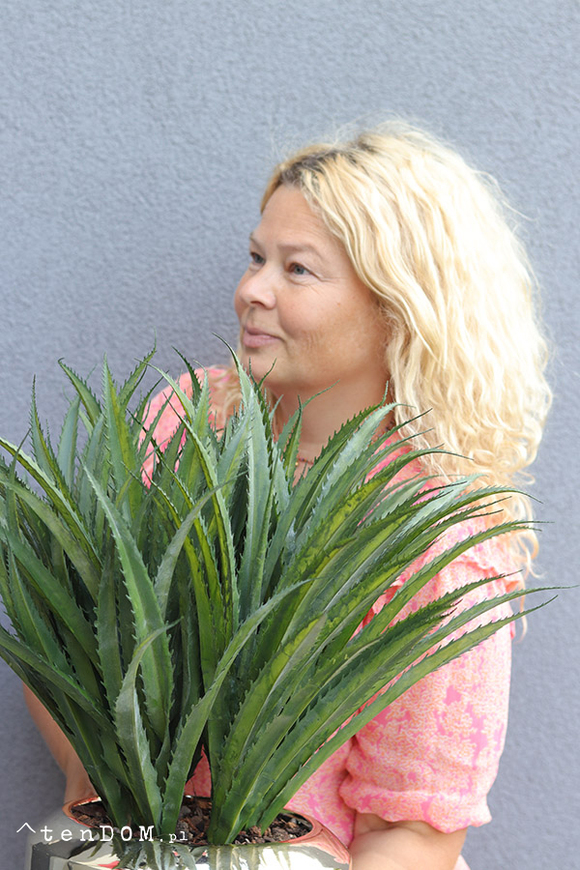 Gaina Mesta, zielona kompozycja w złotej donicy