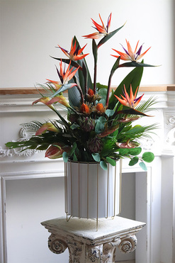 Strelicja Bahama, strelicja w donicy na stojaku, wys.100cm