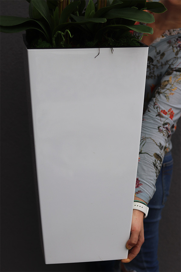 bogaty storczyk podłogowy w białej donicy, Mediolan White, wys.120cm