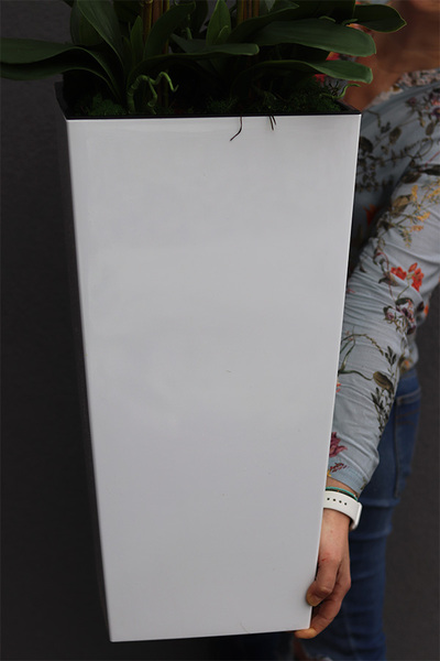 bogaty storczyk podłogowy w białej donicy, Mediolan White, wys.120cm