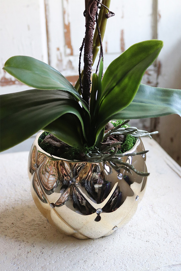 brązowy storczyk w złotej donicy, Mallona Brownie, wys.48cm 