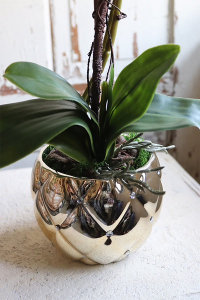 brązowy storczyk w złotej donicy, Mallona Brownie, wys.48cm 