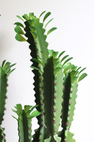 Kaktus Spain, sztuczna roślina