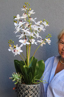 Lunna Selenia, gumowy storczyk