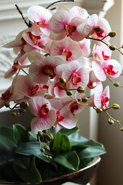 Laos Lediana, różowy gumowy storczyk