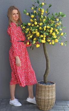 OD RĘKI Limoncella Basket, sztuczne drzewko cytrynowe w koszu, wym.173cm 
