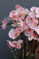 Pink Glassier, gumowy storczyk w szklanej misie