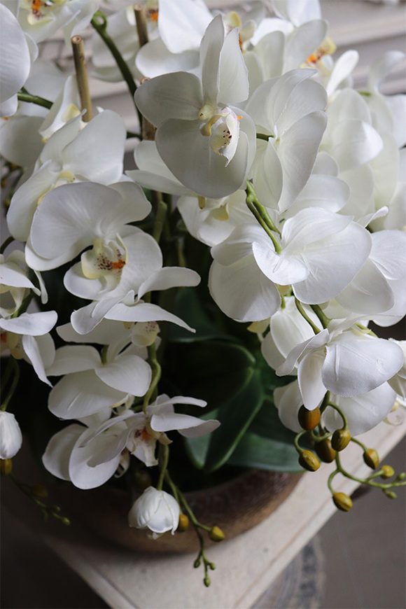 Medita, sztuczny storczyk w złotej misie