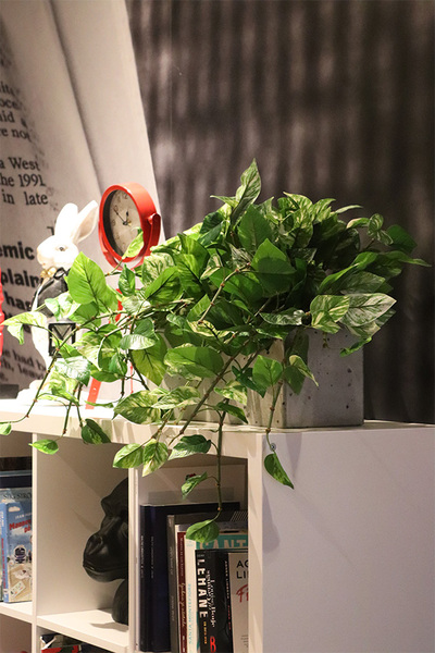 Cykas Ibis Concrete, sztuczna roślina w betonowej donicy