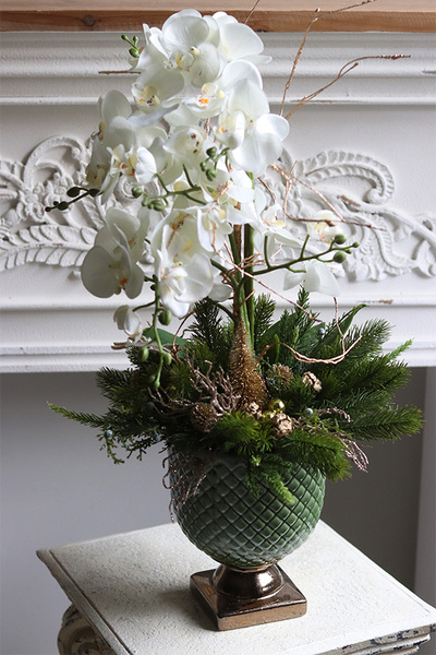 Frenita Winter, elegancki storczyk zimowy w pucharze