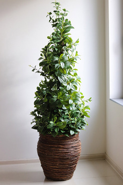 New Green Natural, drzewko sztuczne kolumnowe w donicy, wys.175cm  