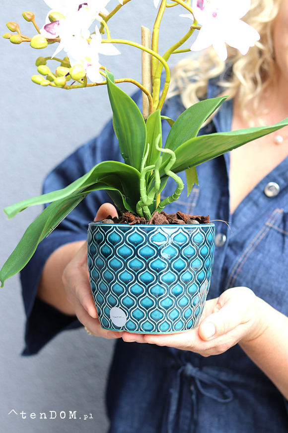 Just Maroco, gumowy storczyk w doniczce