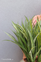 Gaina Mesta, zielona kompozycja w złotej donicy