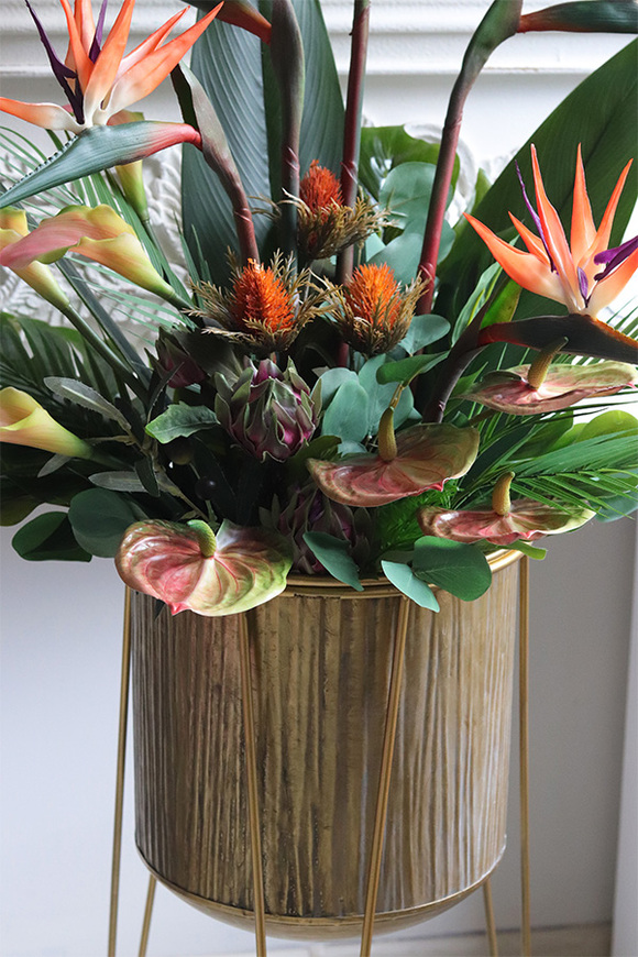 Bahama Astretta, strelicja w donicy na stojaku