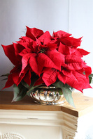 Gwiazda Betlejemska Silver Deco, wysokiej jakości sztuczna roślina