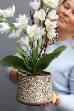 Letera, gumowy storczyk cymbydium w doniczce, wys.56cm 