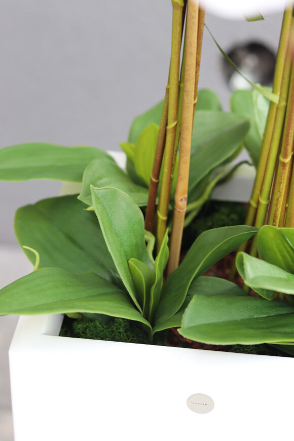 Grande Fiberglass Novelty White, storczyk w białej donicy