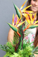 Strelicja Salise Gold, kompozycja w szklanej osłonce