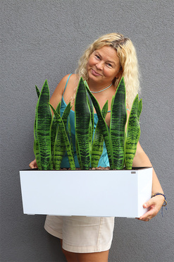 Sansewieria Mediolan White, roślina sztuczna w donicy, wys.61cm