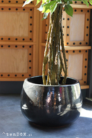 Fikus Benjamin E Ares, sztuczna roślina w donicy