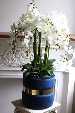 Blue Cavallo, bogaty storczyk w wleurowej osłonce, wys.102cm  