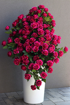 Maria Callas, podłogowa dekoracja kwiatowa, wym.150x100cm