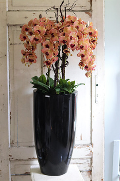 Castellamare Grande Fiberglass, gumowy storczyk w czarnej donicy fiberglass, wys.120cm