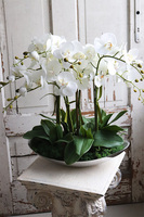 Bartolomeo Nolla, storczyk w srebrnym podłużnym naczyniu, wys.50cm 