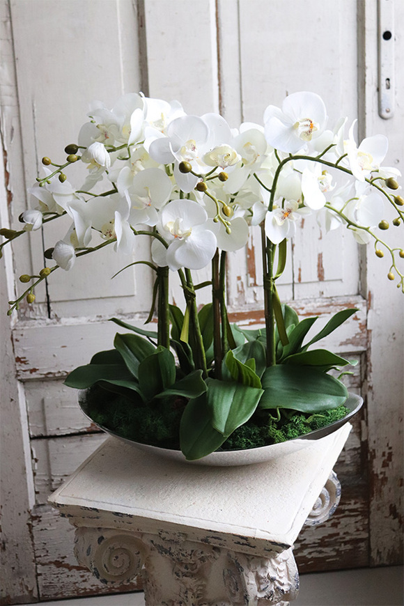 Bartolomeo Nolla, storczyk w srebrnym podłużnym naczyniu, wys.50cm 