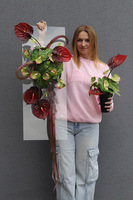 Clear Design Carmen, dekoracja nagrobna na płycie