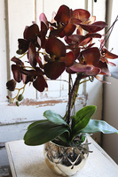 brązowy storczyk w złotej donicy, Mallona Brownie, wys.48cm 