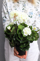 doniczkowa pelargonia Biała, wysokiej jakości sztuczne kwiaty