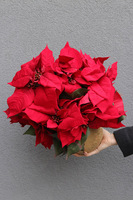 Gwiazda Betlejemska Clementine, wysokiej jakości sztuczna roślina