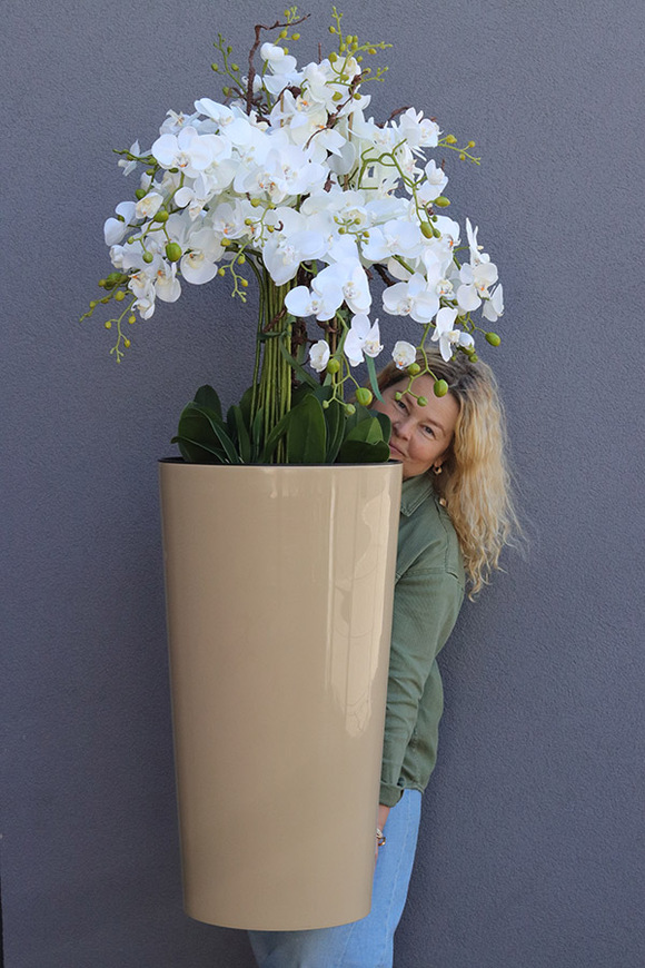 Cappuccino Mediolan, podłogowy storczyk w donicy