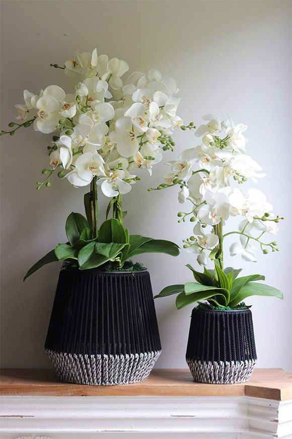 Bond, storczyk w sznurkowej doniczce