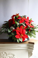 Gwiazda Betlejemska, kompozycja nagrobna w naczyniu