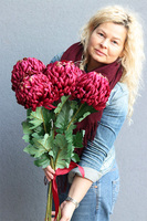 Benjamin, bukiet bordowych chryzantem