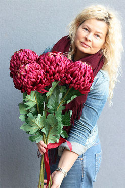 Benjamin, bukiet bordowych chryzantem, 5sztuk, dł.84cm 