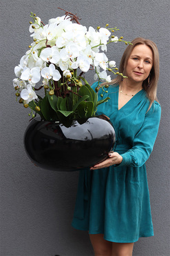 Grande Belezza 3, bardzo duży storczyk, wys.77cm