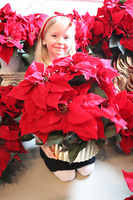 Gwiazda Betlejemska Goldeo, wysokiej jakości sztuczna roślina